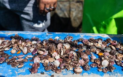 Perú conchas abanico