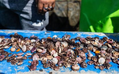 Peru shells fan