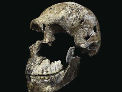 El  Homo naledi , un humano muy primitivo, podría haber sido el primero en enterrar a sus muertos, sugiere un estudio