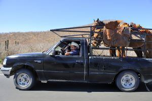 Vaqueros con dos caballos en su furgoneta en una carretera de Baja California cerca de Todos Santos.