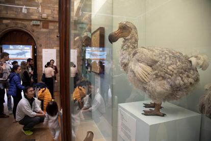 Reconstrucción de la apariencia de un dodo en la sala de exposición de aves del Museo de Historia Natural de Londres (Reino Unido).