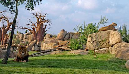 Keops, a la derecha, y su compañera Fa, en el recinto de Bioparc.
