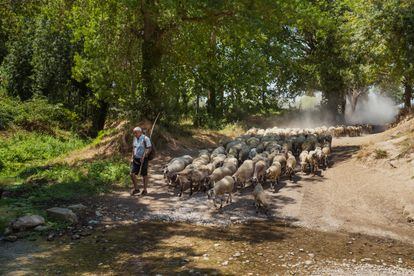 Rebaño de ovejas de raza ripollesa de la granja y quesería Mas Marcè, en la localidad de en Siurana d’Empordà (Girona).