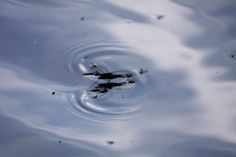 Dos zapateros copulan en un remanso de un río en Picos de Europa. Estos insectos acuáticos de la familia ''Gerridae se encuentran con facilidad en los ríos y áreas húmedas.