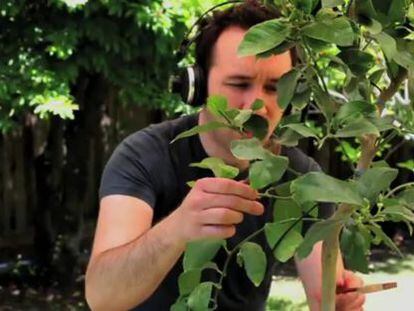 El músico Diego Stocco haciendo música con un árbol