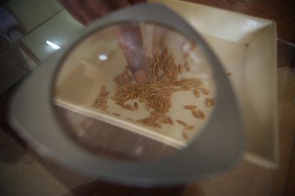 Un técnico separa las semillas de mejor calidad, en un laboratorio de Mozambique, en 2011.