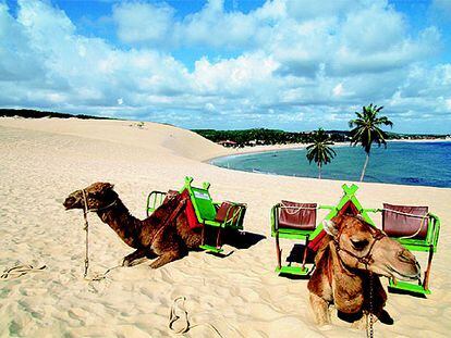 Dromedarios en una playa de Natal, en Brasil, uno de los destinos con ofertas en estas semanas.