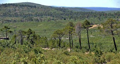 La naturaleza ha resurgido en La Riba de Saelices (Guadalajara) después del incendio de 2005.