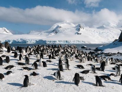 Colonia de pingüinos barbijo en la isla Media Luna, una isla del archipiélago de las Shetland del Sur (Antártida).