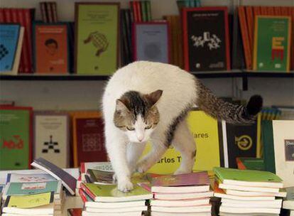 La gata <i>Feria</i> vivió entre libros en las casetas del paseo de Coches del Retiro madrileño hace dos años. Al terminar la feria fue adoptada por un traductor.