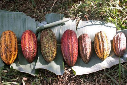 Distintas habas de cacao orgánico cultivado en la selva  peruana.