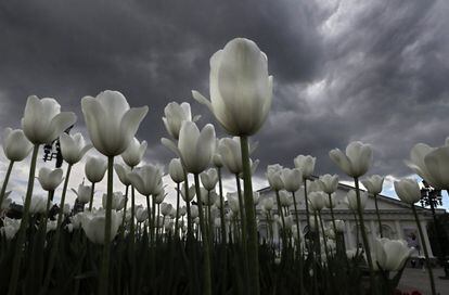 Tulipanes blancos bajo nubes de tormenta en un jardín de Moscú, Rusia.
