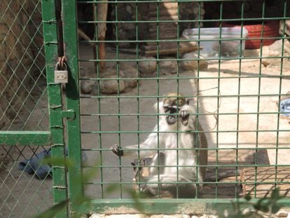 El macaco es un animal que no es propio de Líbano, aunque en el zoo ocupa varias ubicaciones, y son utilizados para jugar con los niños visitantes y conseguir así algún ingreso económico extra.