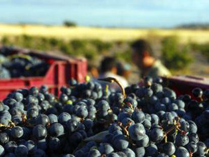 Cajas llenas de uva en la vendimia de una finca española
