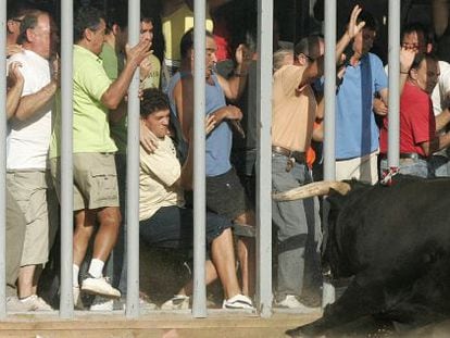 El toro trata de embestir a los participantes en un festejo taurino celebrado en la provincia de Castellón.