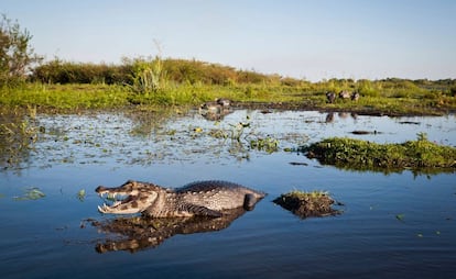 Un caiman yacaré en el parque nacional Esteros del Ibera, en la provincia argentina de Corrientes.