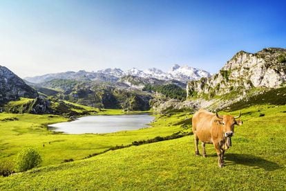 Los lagos Ercina (en la foto) y Enol, más conocidos como los lagos de Covadonga.