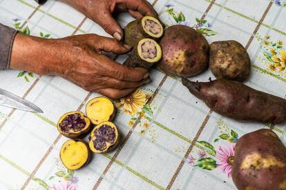 Adriano Pinilla corta a la mitad algunos ejemplares de papas nativas de Colombia.