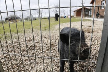 Un cerdo vietnamita en la protectora de animales Alba en Camarma de Esteruelas (Madrid). 