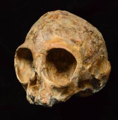 Cráneo de 'Alesi'.
