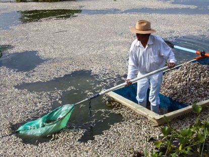 Pescadores recolectan peces muertos en Cajititlán (México).