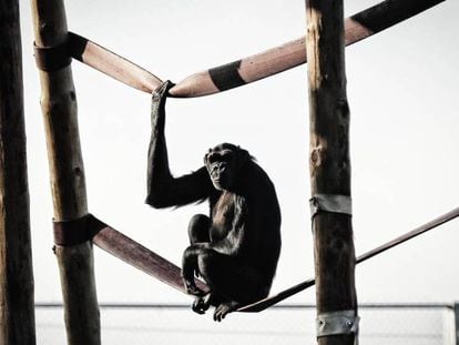 El chimpancé 'Yaki'.