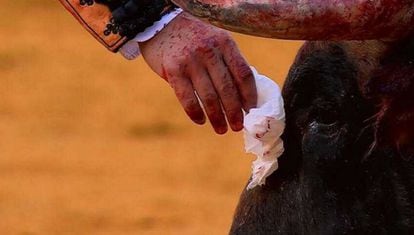 Captura de pantalla de Canal Toros en la que Morante de la Puebla toca con su pañuelo la testuz del toro el 10 de mayo en la Maestranza.