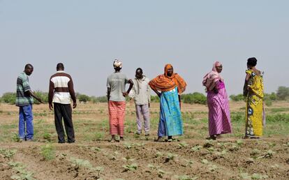 Un grupo de agricultores que practica los principios de la agroecología en las afueras de Yamena (Chad).