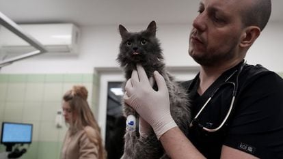 Un gato siendo atendido en una veterinaria.