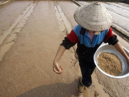 Un granjero sembrando arroz en Ngoc Nu village, al sur Hanoi (Vietnam).