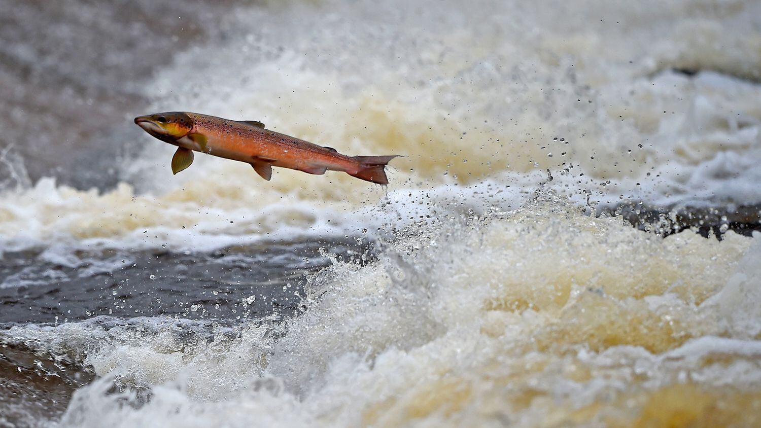 Un salmón remontando el río Etterick en Escocia.