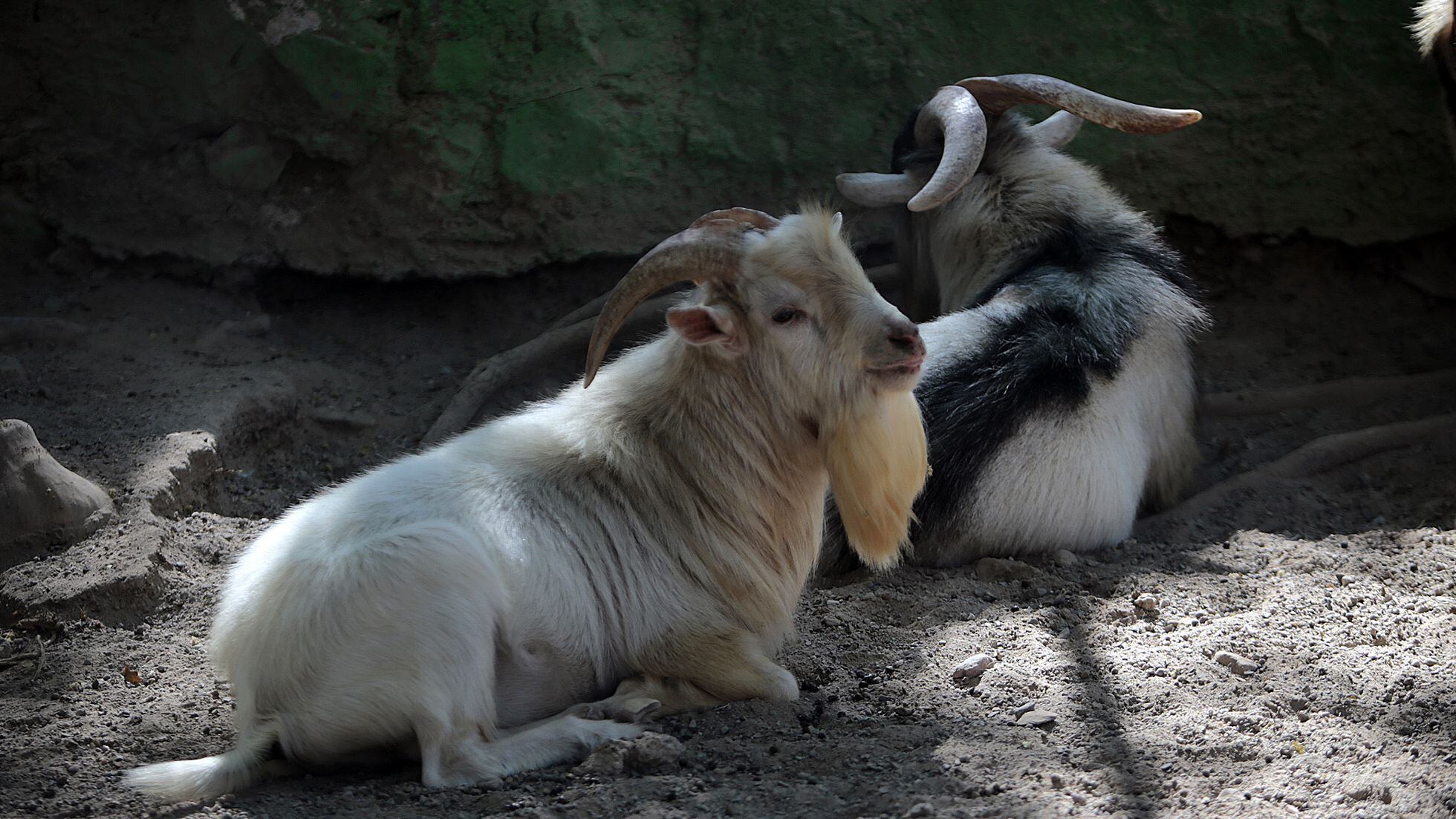 Zoochilpan: El zoológico de Chilpancingo sacrificó cuatro cabras pigmeas  para la cena de Año Nuevo | EL PAÍS México