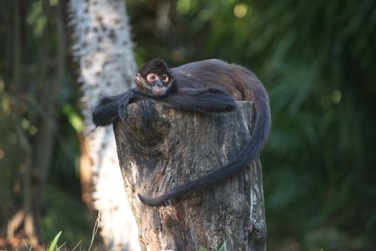 Un mono araña en el parque Xcaret, en el Estado de Quintana Roo (México).