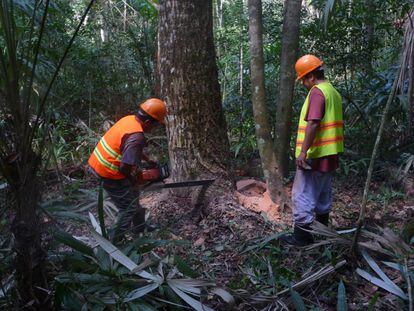 Los talleres de capacitación y gestión forestal sostenible ayudan a los productores del Petén, en Guatemala, para el desarrollo de su actividad económica y el impulso de sus comunidades.