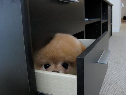Cuando menos te lo esperas Boo se esconde en un cajón.