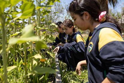 Alumnas del Colegio Colonial de Pirque trabajan en la huerta.