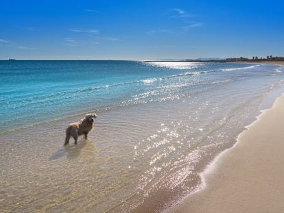 Playas para perros