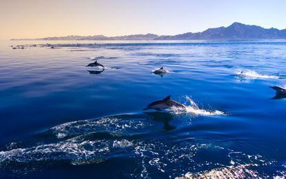 Un grupo de delfines de lados blancos del Pacífico en Puerto Escondido, en Oaxaca (México).
