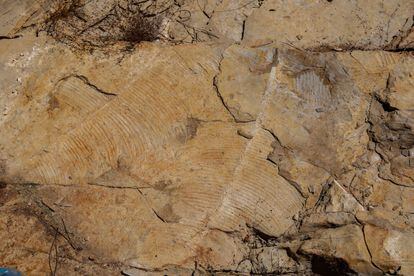 Uno de los restos fósiles de mayor tamaño del yacimiento de Las Hoyas es un helecho Weicheselia reticulata de más de un metro de longitud.