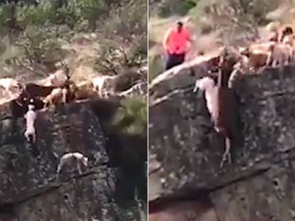 Doce perros y un venado se despeñan por un barranco en Cáceres.