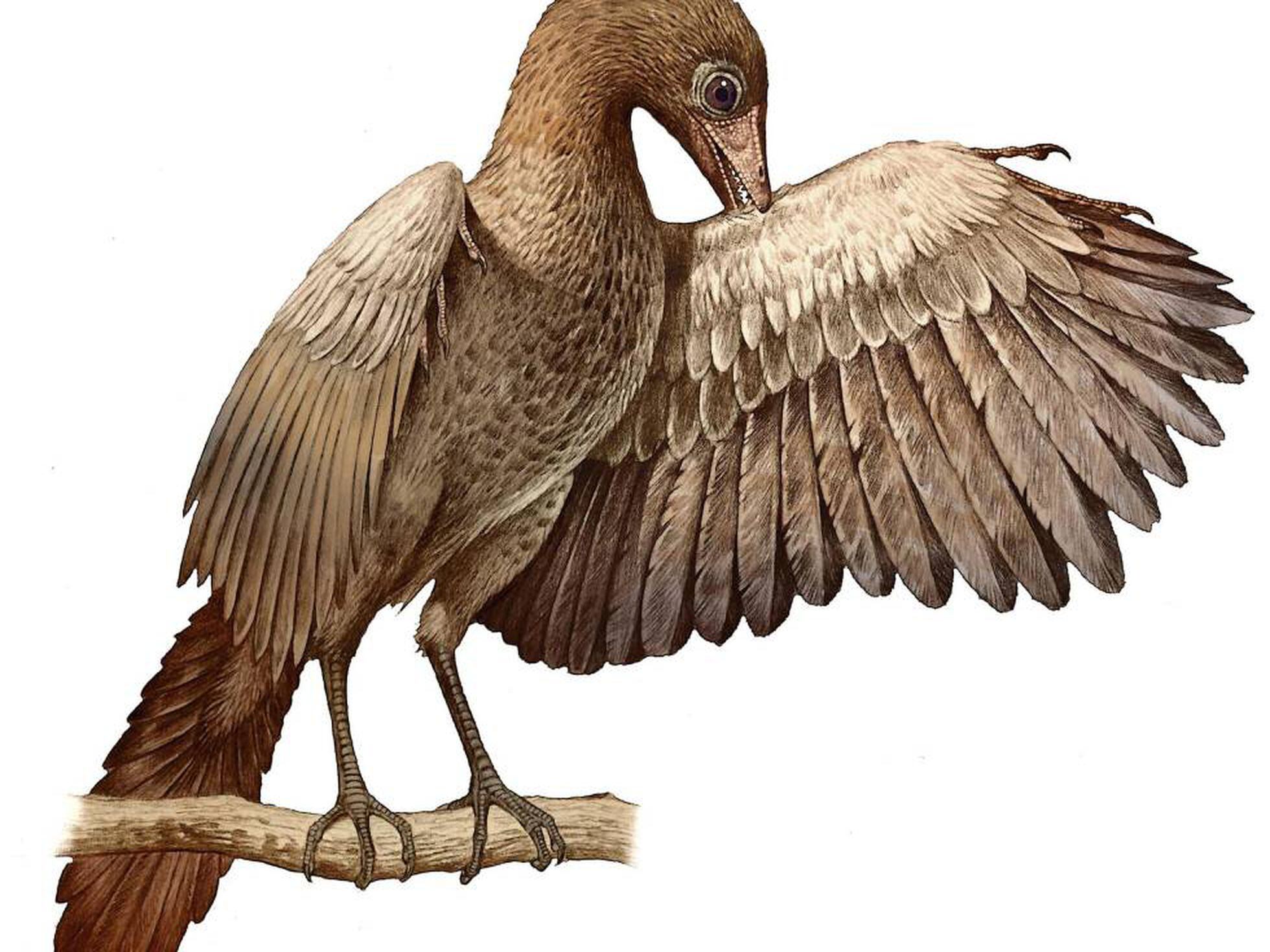 El pájaro que inventó el vuelo moderno en tiempo de los dinosaurios | Ciencia | EL PAÍS El pájaro que inventó el vuelo moderno en tiempo de los dinosaurios | Ciencia | EL PAÍS