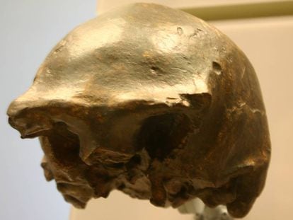 Uno de los cráneos de 'Homo erectus' encontrados en la isla de Java