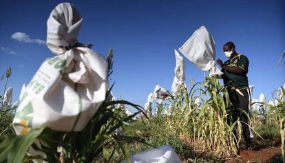 Un granjero se protege con mascarilla para trabajar en su plantación de sorgo en las afueras de Gaborone, capital de Botsuana, el 5 de abril de 2020, dos días después de que el presidente del Gobierno, Mokgweetsi  Masisi, decretara el estado de emergencia durante 28 días por el nuevo coronavirus.