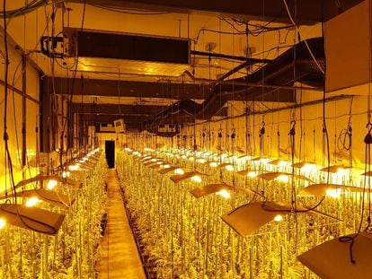 Una plantación de marihuana descubierta por técnicos de Endesa.
