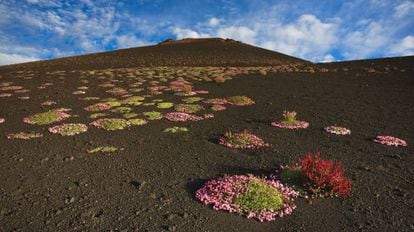 Flores en la ladera del volcán Etna (Sicilia).