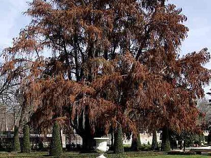 <i>Taxodium mucronatum</i> o ciprés calvo, de 1633, en el Parterre.