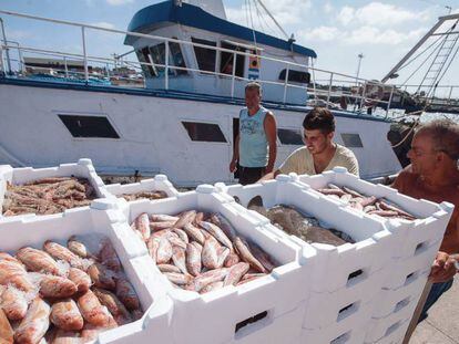 Pescadores desembarcan sus capturas en el puerto de Fiumicino, a unos 40 kilómetros de Roma.