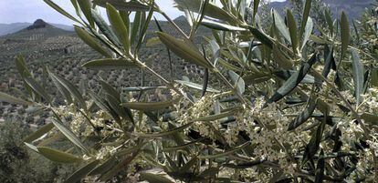 M&aacute;s de 65 millones de olivos en la provincia de Ja&eacute;n.