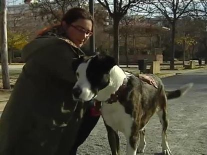 El Congreso tramita que los animales dejen de ser objetos