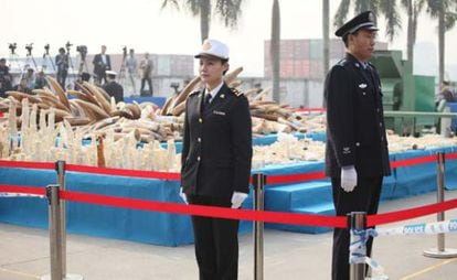 China destruy&oacute; seis toneladas de marfil incautadas el pasado enero.
